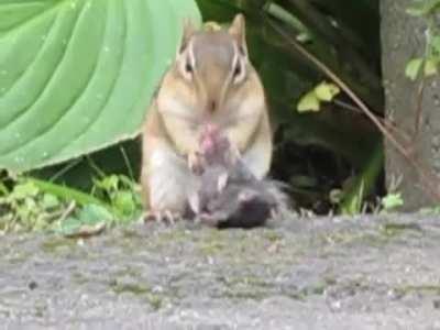 Chipmunk chewing on a mouse's head