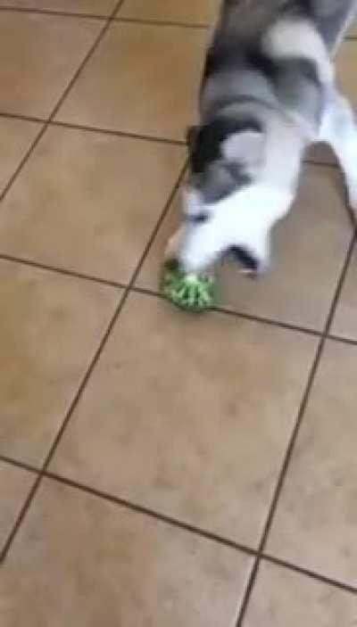 Husky and Broccoli
