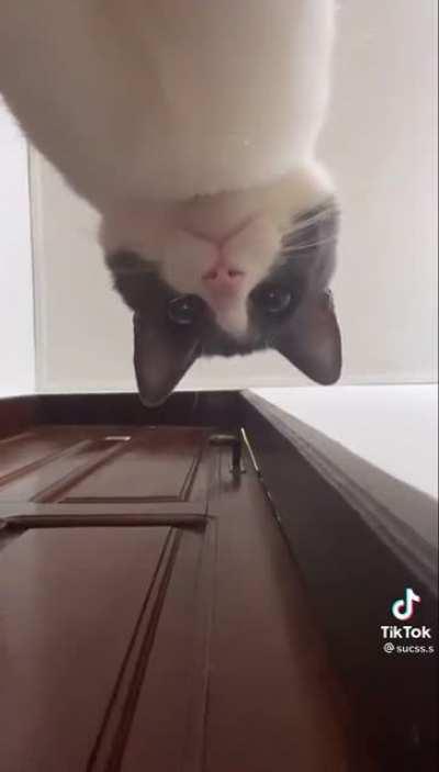 SEU ENERGUMENO OMEGALUL