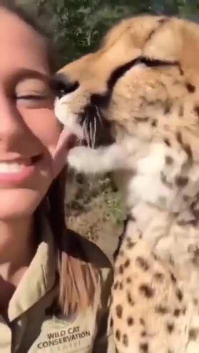 Cheetah kisses