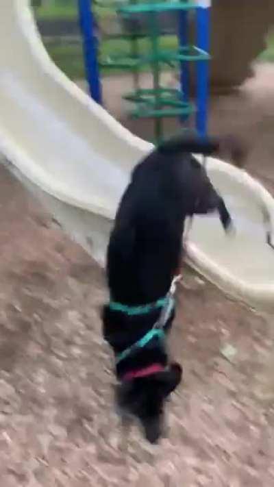 HMK while I follow my human down this slide (she is 100% okay)