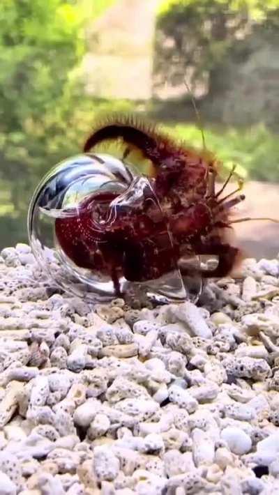 Hermit crab entering glass shell