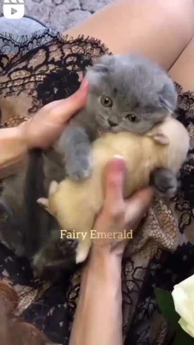 Darkraiposting - Video #0779