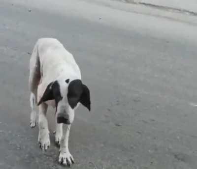 It makes me question my trust in dogs