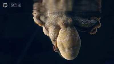 Thousands of these eldritch beasts in the ocean