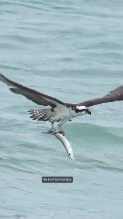 Photographer Mark Smith captures an amazing moment where an osprey emerges from the ocean clawed onto its prey