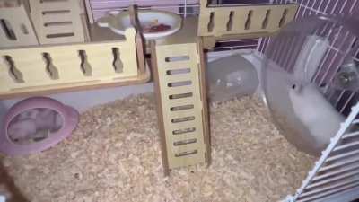 Baby Gerbils keep interrupting their Mother's excercise time.