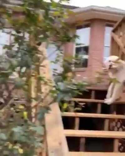 [DBS] Big cute dummy stuck in the fence!