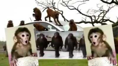 Monkeys have caused no car crashes compared to stinky humans who have caused all car crashes