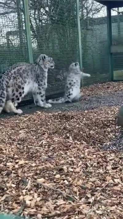 Felines are felines no matter the size :)