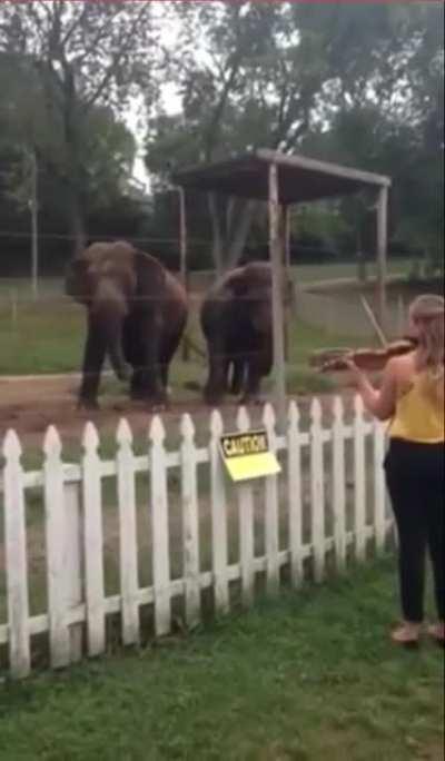 Elephants moving to violin music