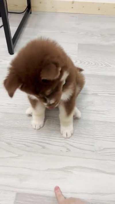My 7 week old husky sits and lays down without treats!