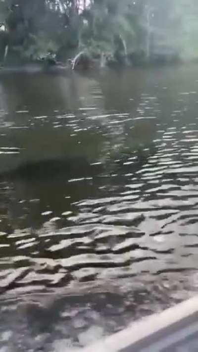 Австралийский дельфин