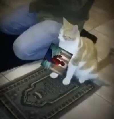 True men of allah من أعلى جعله يسقط لبعض كس الحمار الرطب