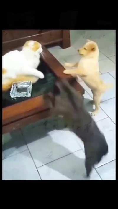to defeat the cat