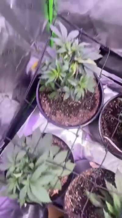 Need help with scrog.