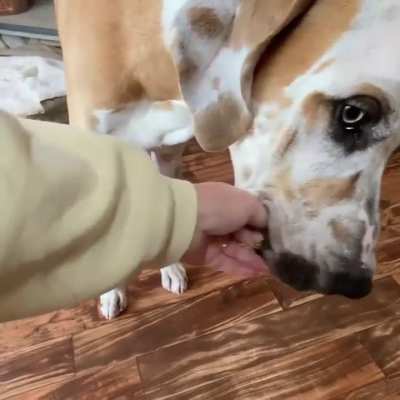 Forever a puppy! Everything and anything must enter mouth 🙄😂