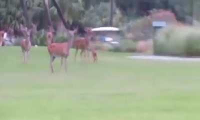 Absolute unit of a Gator has deer on the lookout