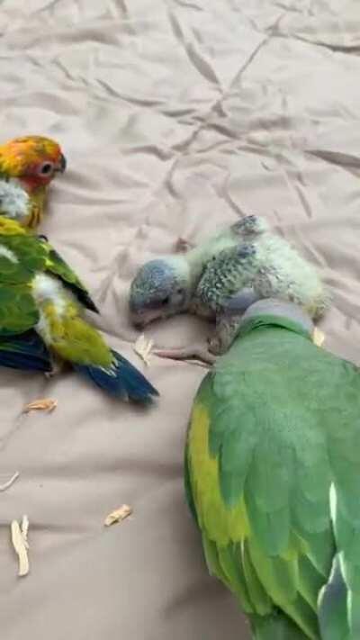 Ozzie has more babies to feed!