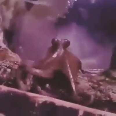 🔥 Octopus captured on camera waving back to his handler at London's Sea Life Aquarium, during one of the octopus' twice-daily 