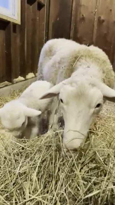 Newly rescued from a meat farm, please welcome Lita the sheep and her baby River!