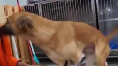 Good boys reaction to getting prosthetic legs