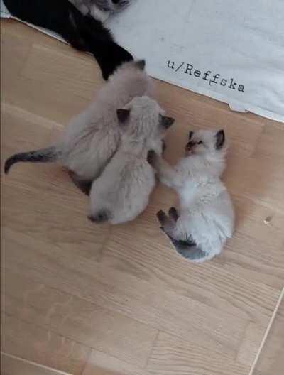 Little Fluffs trying to kill each other! 😈