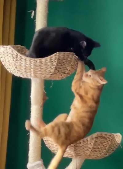 The dramatic fall...