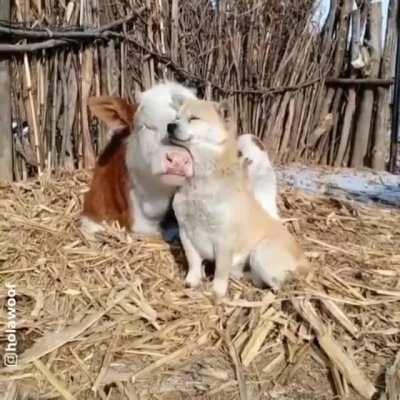 I could watch this all day