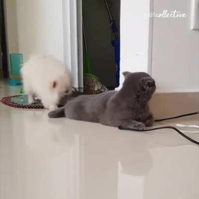 This dog tormenting a cat