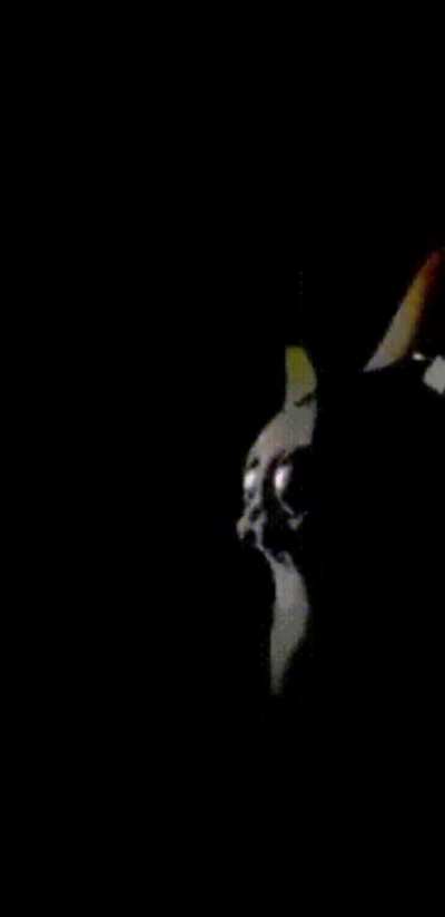 Would you be sentenced to PANDEMONIUM!!!! based on your avatars yap factor?