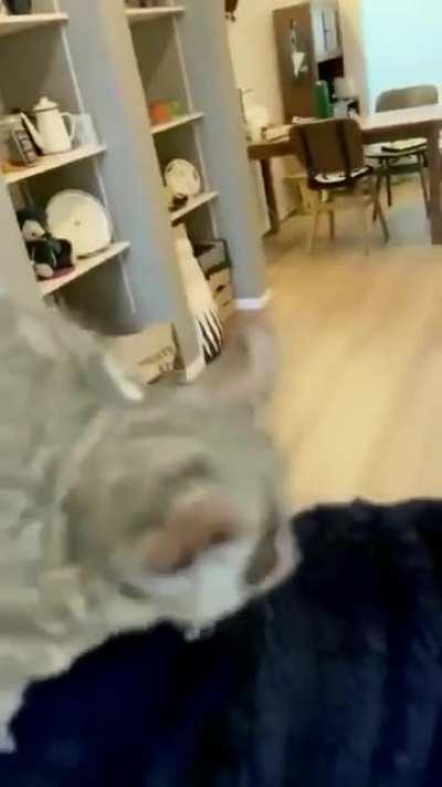 Springy Galago! (Bush Baby)