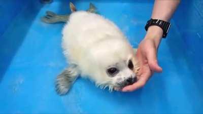Look at this baby seal!!
