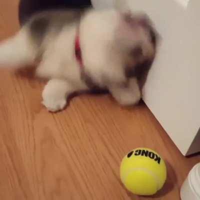 Playing with the tennis ball for the first time