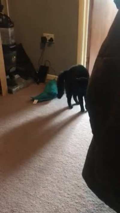 Just bought home new puppy.