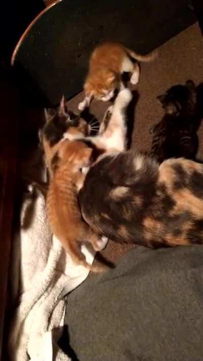 waffles and her kittens