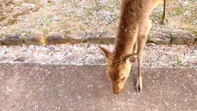 🔥 Deer bathing in the and Cherry Blossom. 🔥