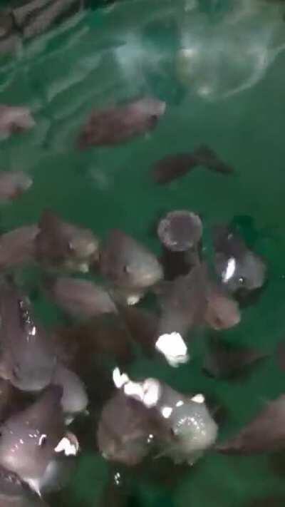 Found some more Lump fish for you....