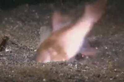 This would be great inspiration for the next terrifying leviathan.