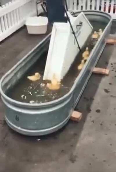 🐥 Ducklings having fun 🐥