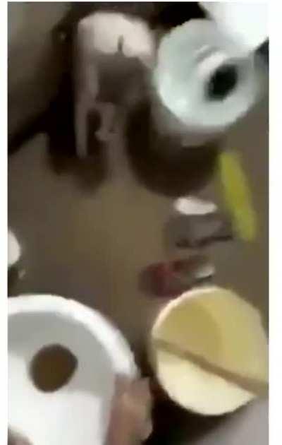 Terrified boy VS cat VS rat