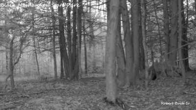 A mama black bear wants some privacy while she tries to relax in her 