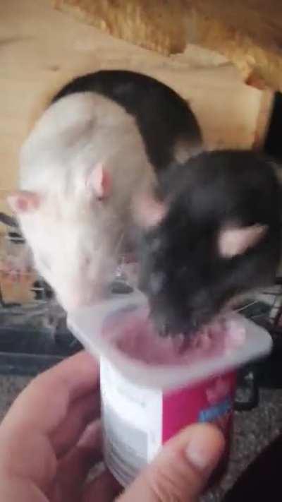 Carter likes his yog