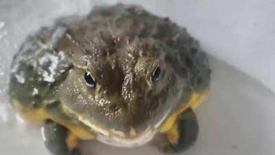 high-tempo breakcore of some sort