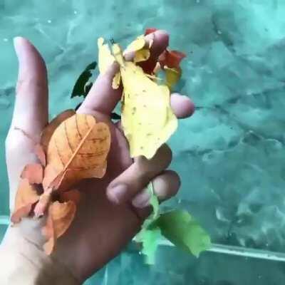 Leaf Insects mimic fall colors