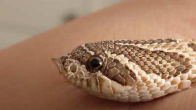 This is Pumparum. She can see through time and space