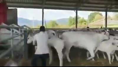 WCGW trying to whack a calf's mother with a stick