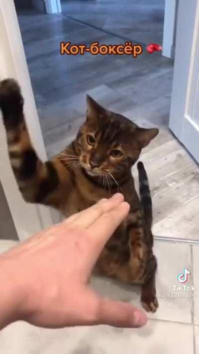 Cat.