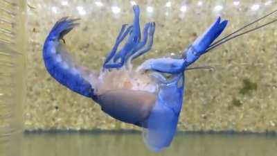 A cobalt blue crayfish molting. While there are blue crayfish in the wild, this particular one is hybridized to be cobalt blue, a different shade of blue than the wild variety