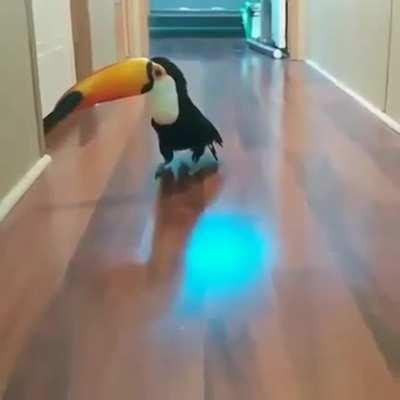 Toucan taps